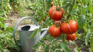 Pomodori maturi spaccati sulla pianta nell’orto, con annaffiatoio vicino alle piante di pomodoro