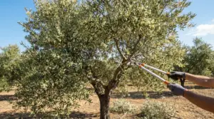 Potatura di un ulivo in fioritura con cesoie telescopiche in un oliveto, per favorire la produzione di olive